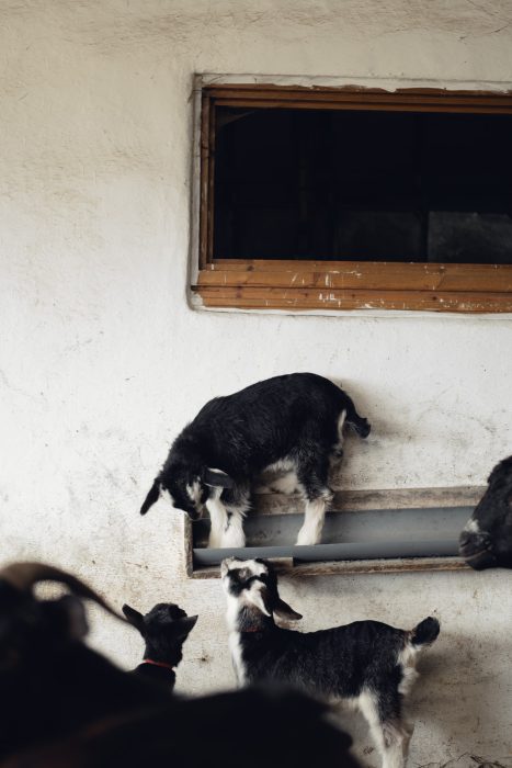 proyecto documental en entorno rural